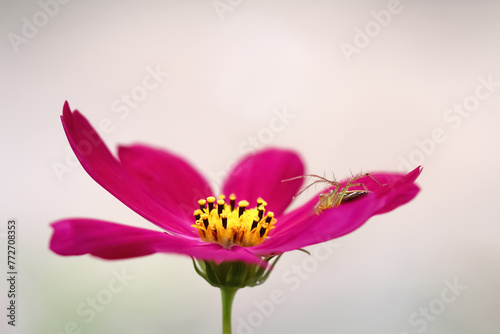 Close up pink mexican aster flower or cosmos bipinnatus blooming  in garden with  insect on background