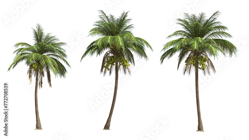 Coconut palm tree on transparency background . photo