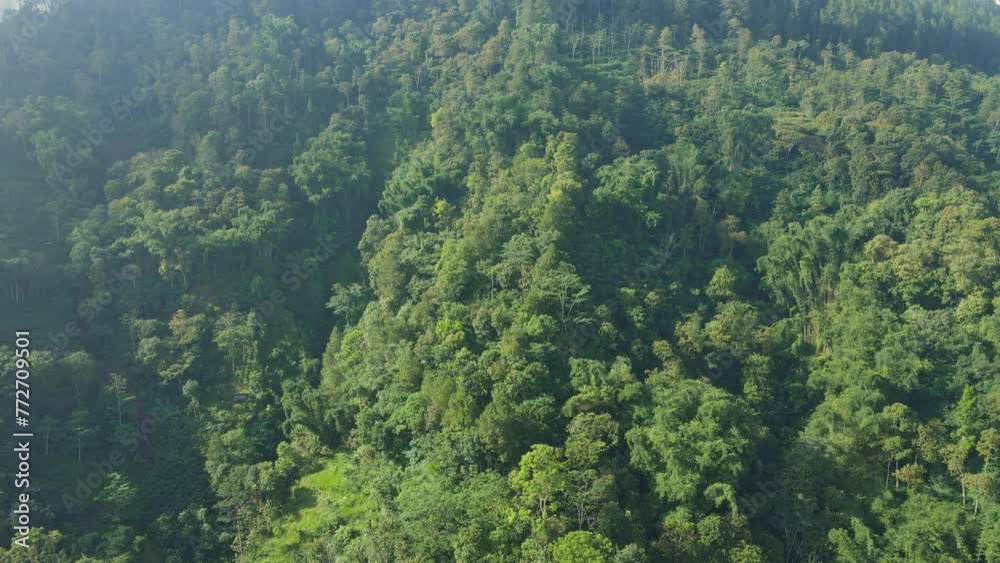Bird eye drone view tropical green rainforest on the mountain. Dense green trees of woodland. Indonesia rural landscape. Bird eye drone view tropical green rainforest on the mountain. Dense green trees of woodland. Indonesia rural landscape.