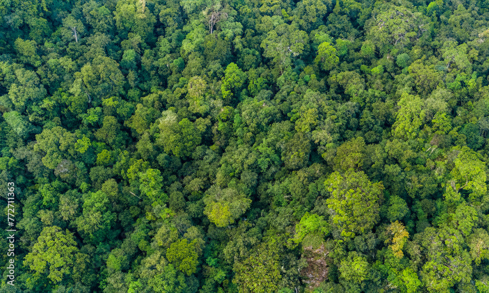 Drone view of lush, green, rain forest landscape.