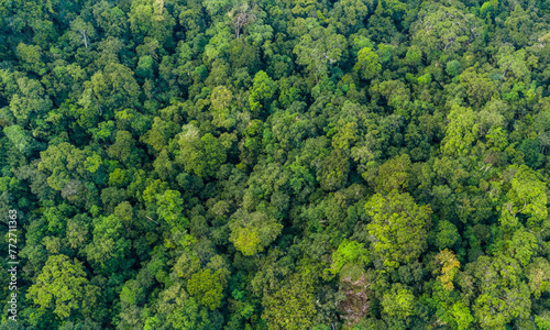 Drone view of lush, green, rain forest landscape.