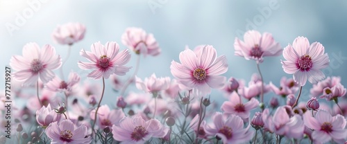 Pink Cosmos Flowers Blooming Garden Blue, Background Banner HD