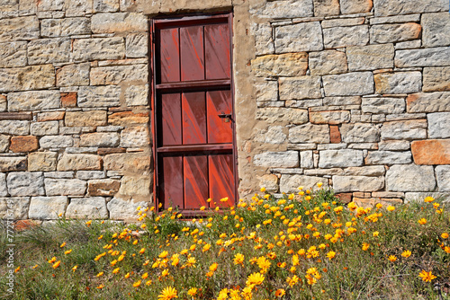 Rusted door of an old rural barn with colorful Namaqualand daisies, Northern Cape, South Africa.