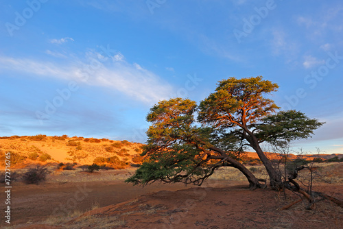 Scenic landscape with a thorn tree and red sand dunes at sunset, Kalahari desert, South Africa.