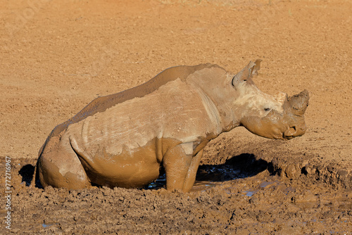 A white rhinoceros (Ceratotherium simum) in a muddy waterhole, South Africa.
