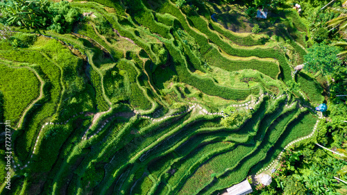 Beautiful rice terraces on the island of Bali in Indonesia. Top view, aerial photography.