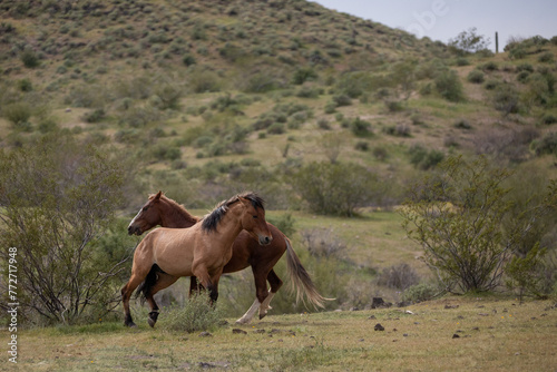 Wild horse stallions pushing while fighting in the springtime desert in the Salt River wild horse management area near Mesa Arizona United States