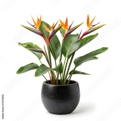 A small black pot with a plant in it sits on a white floor. The plant is a small palm tree with green leaves and orange flowers. The pot is placed on a table that is mostly white