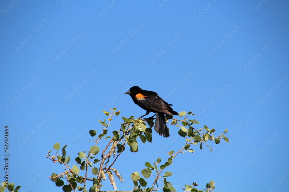 Bird On The Branch, Pylypow Wetlands, Edmonton, Alberta Bird On The Branch, Pylypow Wetlands, Edmonton, Alberta