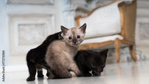 tiny bengal kittens of different colors in the living room against the background of a classic-style interior (ID: 772730184)