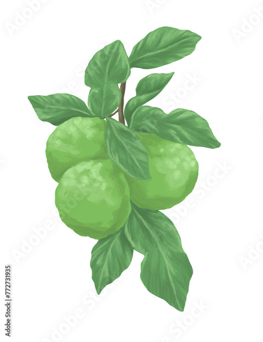 Bergamot fruit painting botanical illustration
