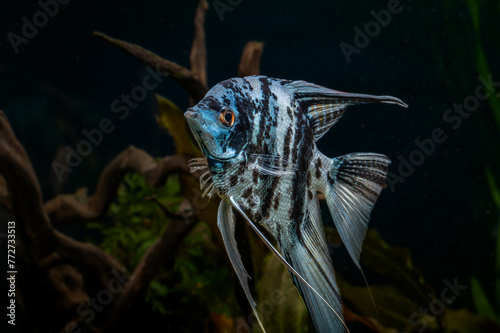 Blue marbled angelfish in tropical freshwater aquarium.