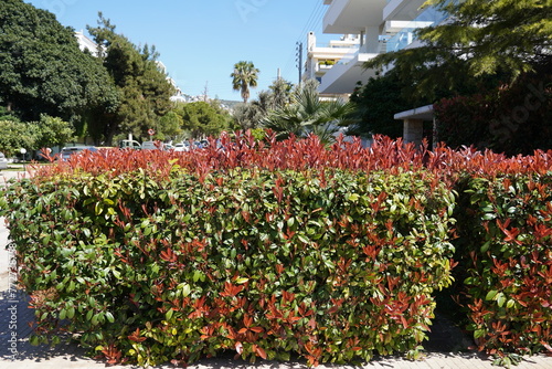 Photinia fraseri red robin hedges with red and green leaves, and other green plants, in a garden in Attica, Greece