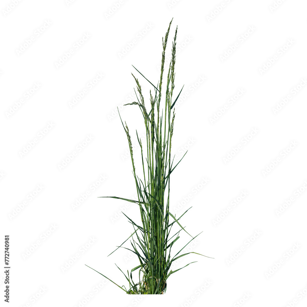 Grass Element for Design Grass Element for Design