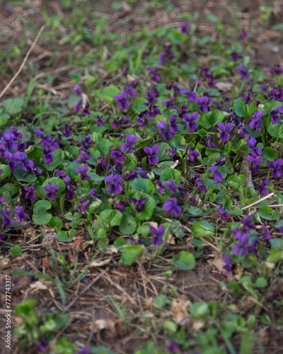 Wild forest violets in bloom, selective focus