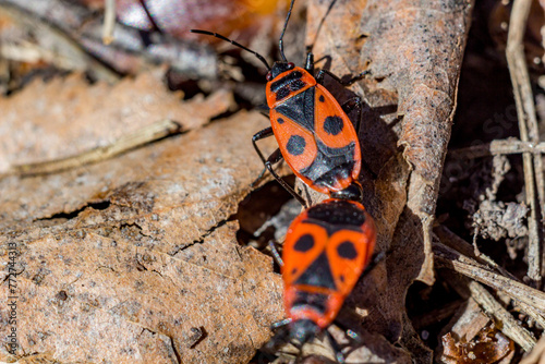 Group of firebugs (Pyrrhocoris apterus) photo