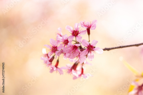 Wild Himalayan Cherry (Prunus cerasoides) or thai sakura flower © freedom_naruk
