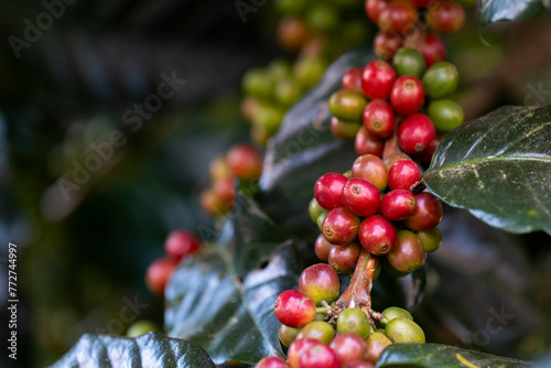 coffee berries by agriculture. Coffee beans ripening on the tree in North of Thailand