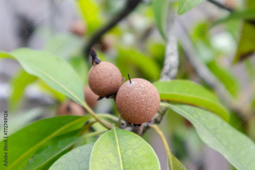 Close up view of Sapodilla fruit or Manilkara zapota on the tree Close up view of Sapodilla fruit or Manilkara zapota on the tree