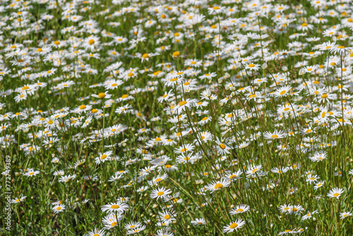 Beautiful blooming chamomile in sunny June