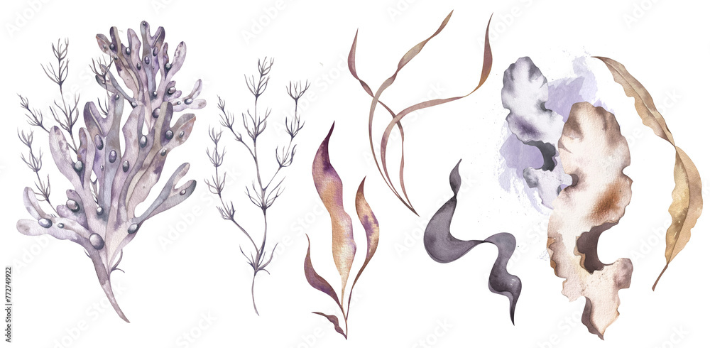 set Seaweed. Algae, Kelp. Watercolor illustration. in lilac color. for design Sea themed, design element, decoration of water entertainment places, parks, Beaches. - obrazy, fototapety, plakaty 