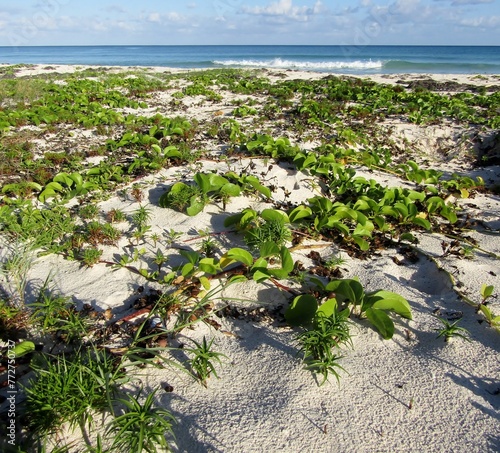 Beach Morning Glory or Ipomoea pes-caprae vines, Cyperus pedunculatus and sandburs grass growing on sand dune beach. Riviera Maya, Mexico photo