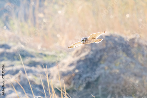 夕暮れに狩りのために葦原を飛翔する美しいコミミズク（フクロウ科）。

日本国埼玉県、荒川河川敷にて。
2024年3月23日撮影。

Beautiful Short-eard Owl (Asio flammeus, family comprising owls) in flight to hunt of a reed bed in twilight.

At Arakawa riverbed, Sa