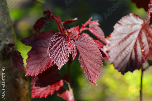 Branch with red-leaved hazel leaves.