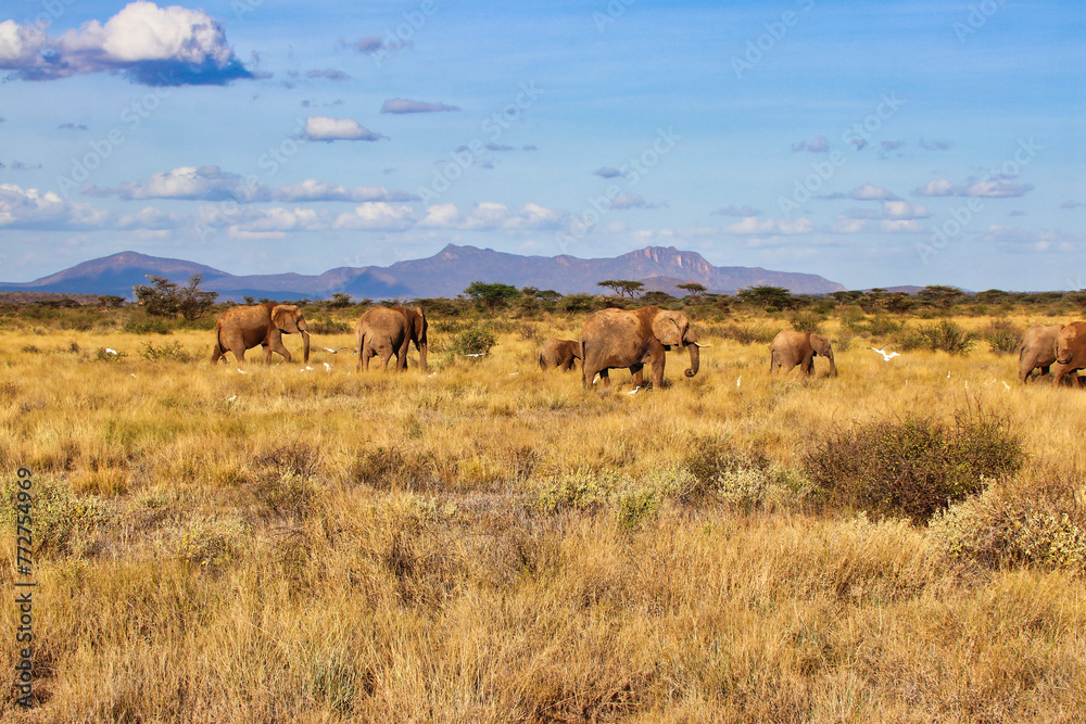 An Elephant herd on the move across the dry grass plains of the Buffalo Springs Reserve in the Samburu region of Kenya, Africa