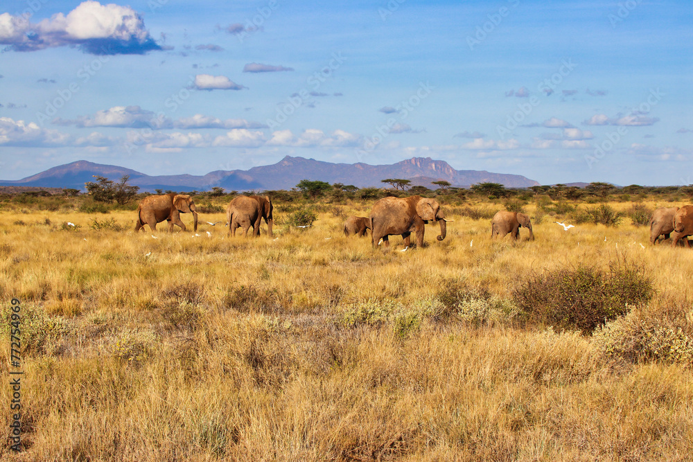 An Elephant herd on the move across the dry grass plains of the Buffalo Springs Reserve in the Samburu region of Kenya, Africa An Elephant herd on the move across the dry grass plains of the Buffalo Springs Reserve in the Samburu region of Kenya, Africa