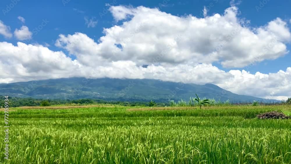 rice plant in the farm field with mountain as background rice plant in the farm field with mountain as background