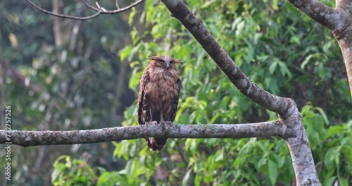 Camera zooms out revealing this bird perched on a branch just after first light, Buffy Fish-Owl Ketupa ketupu, Juvenile, Thailand photo