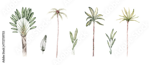Tropical hand drawn palm leaves, banana palm, monstera, strelitzia on isolated white background, watercolor botanical illustration photo