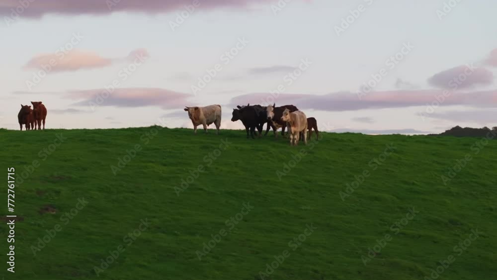 Rolling Green Hills Grass with Cattle Cows. Aerial Drone Landscape Rolling Green Hills Grass with Cattle Cows. Aerial Drone Landscape