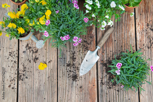 directly above view on colorful spring  flowers in flowerpot with  shovel and...
