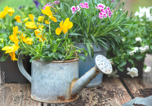 closeup on pretty and colorful spring flowers of carnation and violas  in  a ...