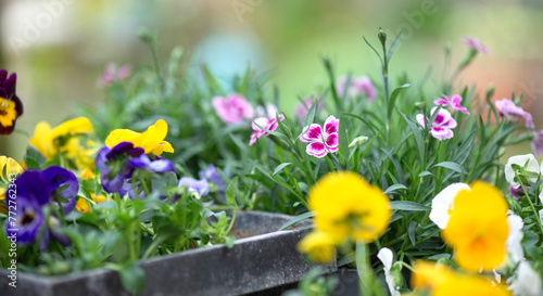 closeup up on beautiful colorful flowers of carnation  and viola in a garden