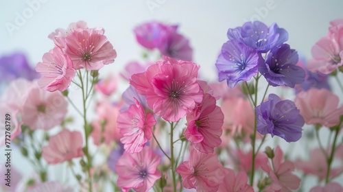   A field of vibrant pink and purple flowers  each adorned with glistening water droplets on their petals The petals come in varying shades of pink and purple