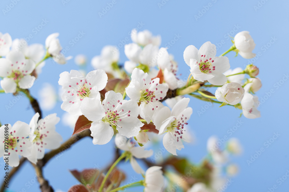 Spring flowers bloom. closeup of pear blossoming flowers Spring flowers bloom. closeup of pear blossoming flowers
