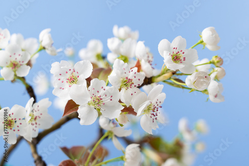 Spring flowers bloom. closeup of pear blossoming flowers © zhikun sun