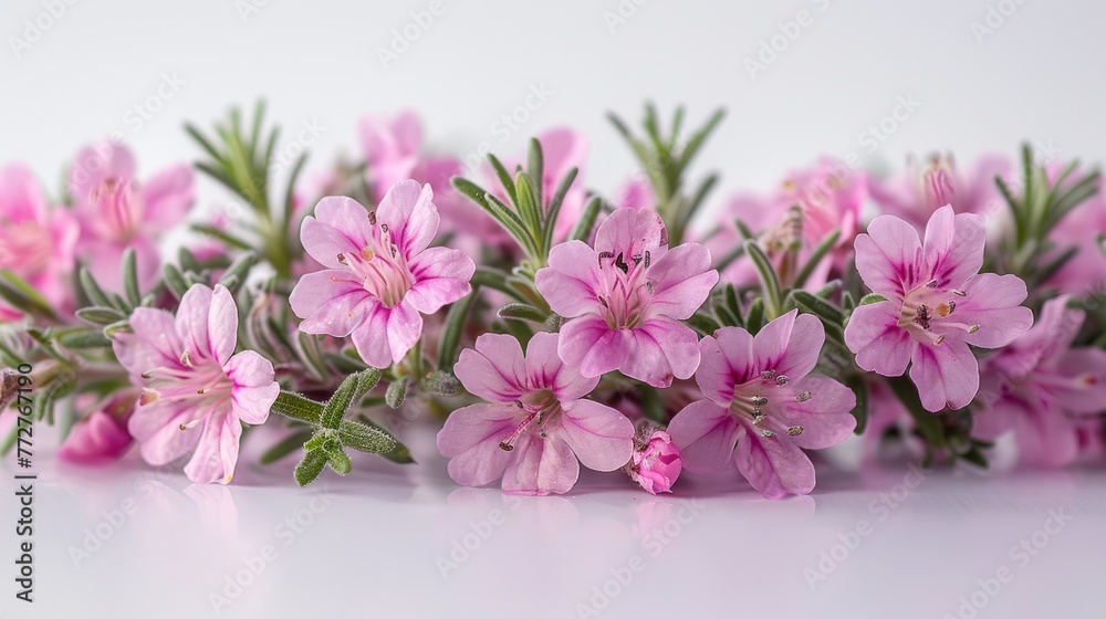   A group of pink blossoms resting atop a white table beside a green foliage plant positioned on a white background