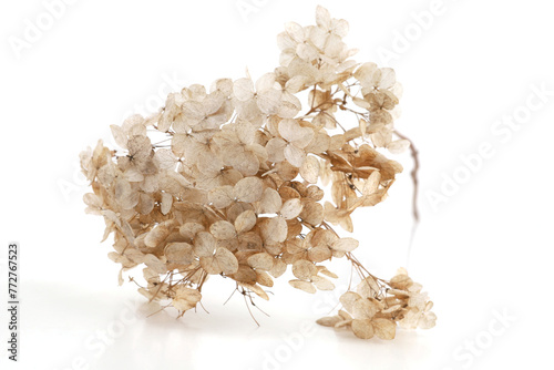 Dried flower Hydrangea isolated on white background. Withered delicate hortensia flower.