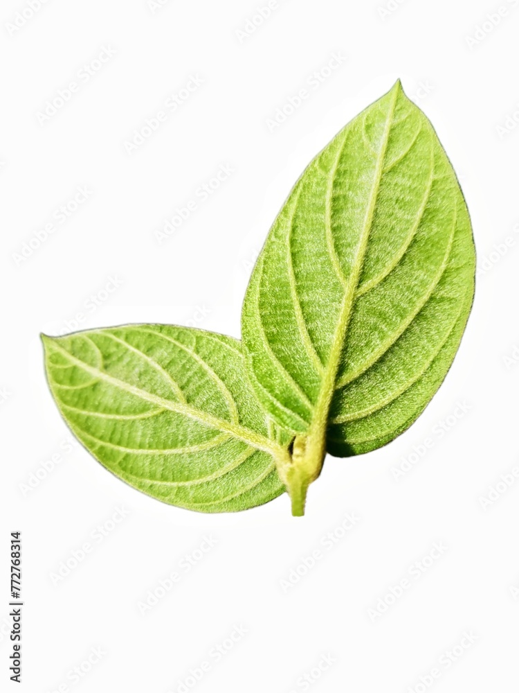 Obraz premium green leaf isolated on white