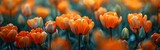 Vibrant Parrot Tulips in Dutch Public Garden - Dark Close-Up Shot of Orange Blossoms in Spring
