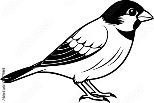 java-sparrow-vector-illustration