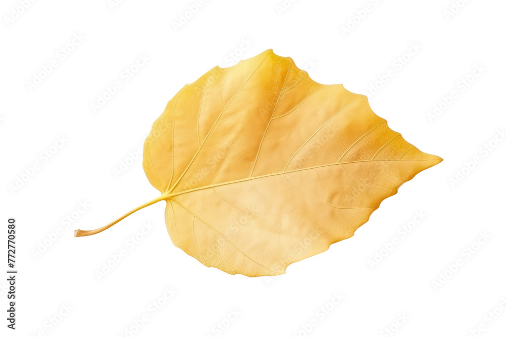 Fototapeta premium Golden Petal Dancing on White Canvas. On a Clear PNG or White Background.
