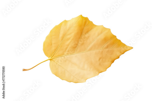 Golden Petal Dancing on White Canvas. On a Clear PNG or White Background.
