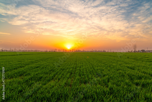 sunset countryside landscape with wheat field