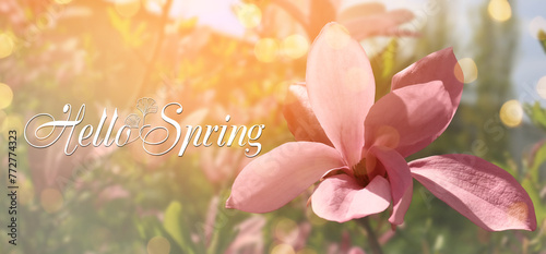 Banner with text HELLO SPRING and blossoming magnolia tree photo