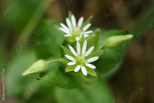 macro photo of chickweed flower - Latin name - Stellaria media photo